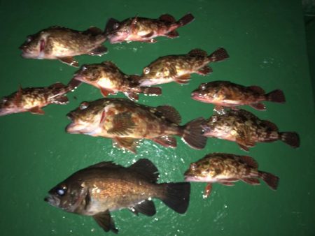 ロックフィッシュゲームでメバルも