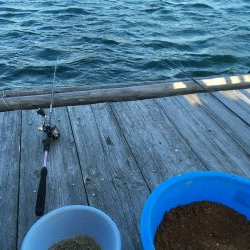 ウチノ海イカダでカレイ