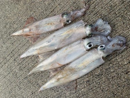 朝一の短時間、ボトムで好反応！