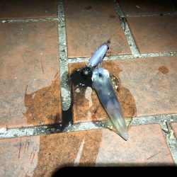 いつまで釣れる？笑