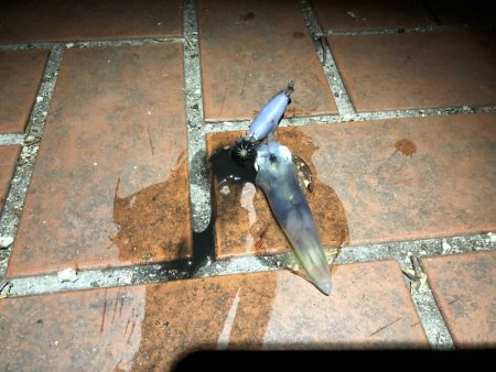 いつまで釣れる？笑