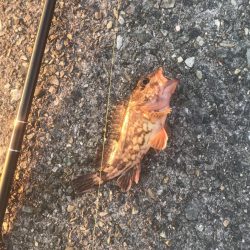 メバル・ガシラ