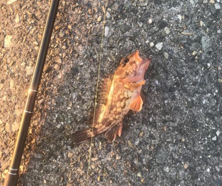 メバル・ガシラ