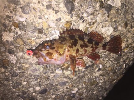 楽しいガシリング！