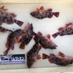 早朝ロックフィッシュゲーム