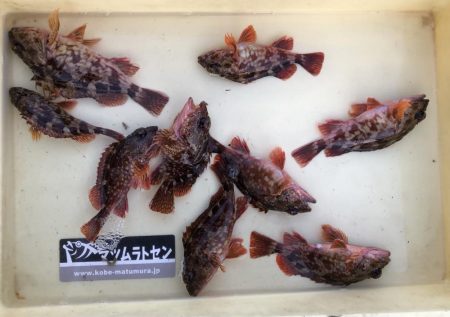 早朝ロックフィッシュゲーム