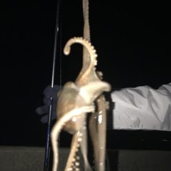 手長タコ、チィチィイカ