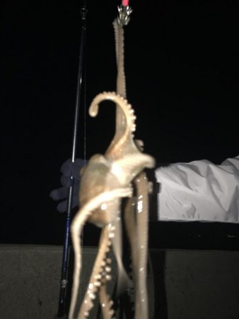 手長タコ、チィチィイカ