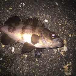 久しぶりのメバル!