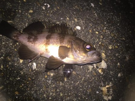 久しぶりのメバル！