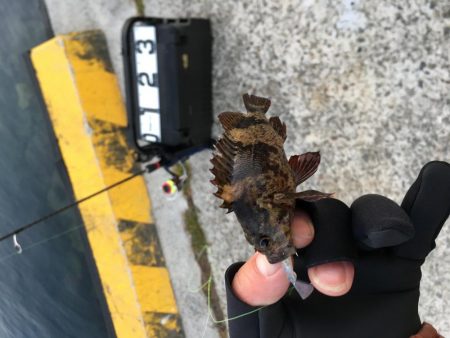 メバリング、その他