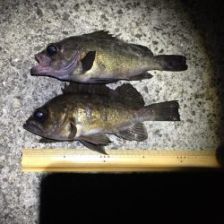 ひたすらプラグ縛り