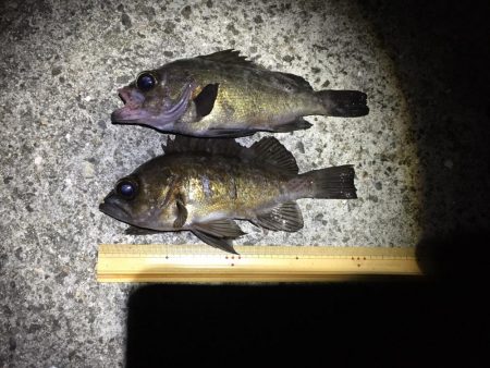 ひたすらプラグ縛り