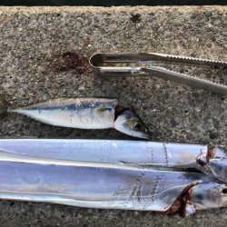 今年初釣行、初太刀魚！