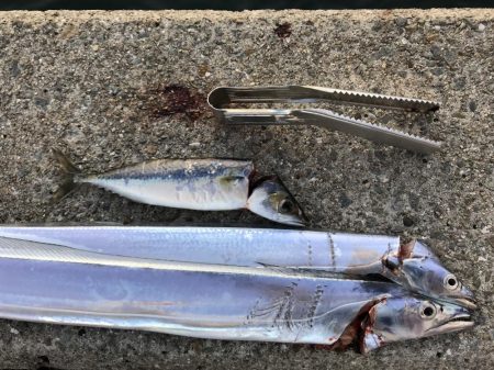 今年初釣行、初太刀魚！