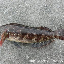 釣り初めはクジメ&ガシラでスタート