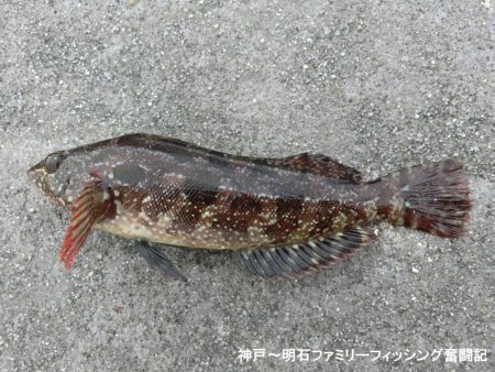 釣り初めはクジメ＆ガシラでスタート