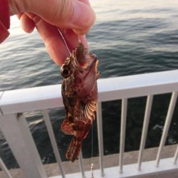 アイナメ来てーーー‼