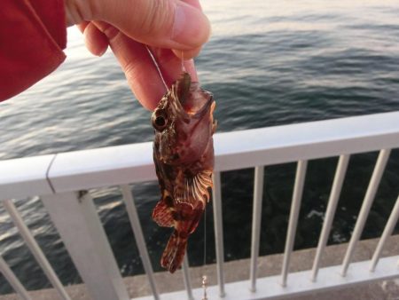 アイナメ来てーーー‼