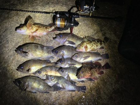 明石メバリング シャローゲーム