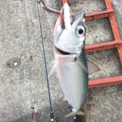 ジギングでサバをゲット