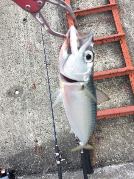 ジギングでサバをゲット