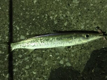 アジングでカマス