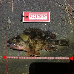 メバルにあいたい