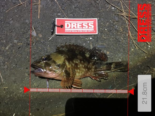 メバルにあいたい