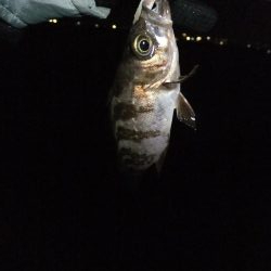 安定のガッシー