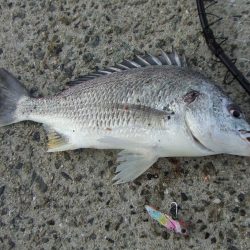 ステッピングで今季初キビレ