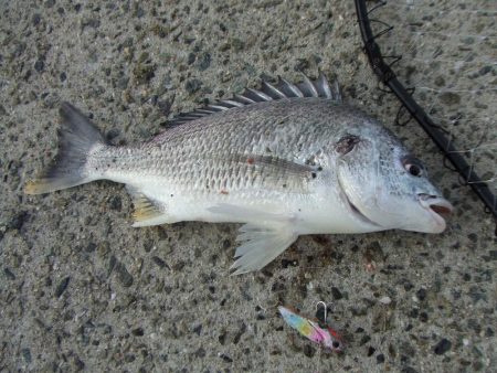 ステッピングで今季初キビレ