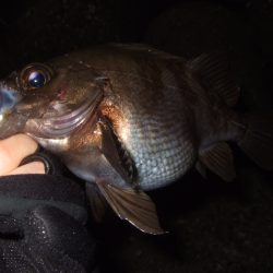 初釣りライトゲーム