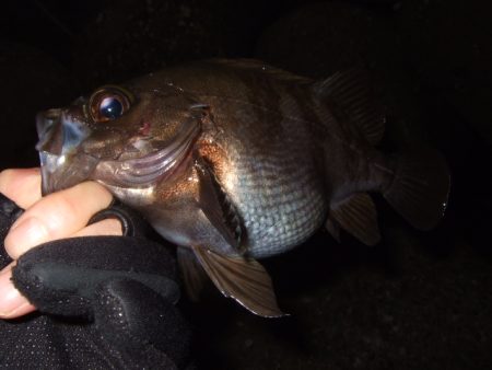 初釣りライトゲーム