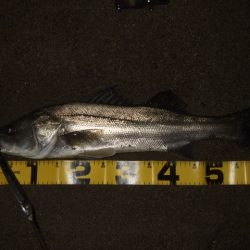 アフターシーバス