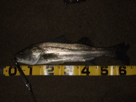 アフターシーバス