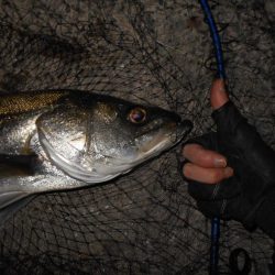 淀川戻鱸を求めて…。