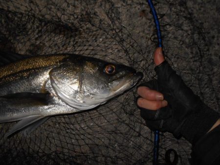 淀川戻鱸を求めて…。