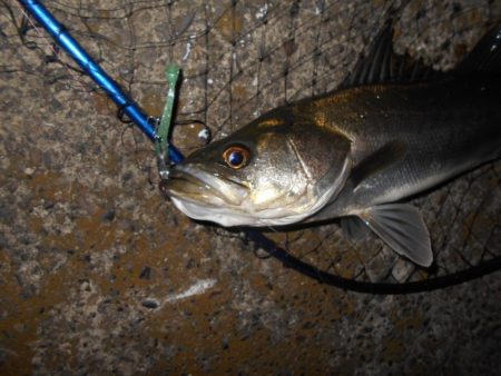 雨後はチャンス有り?。