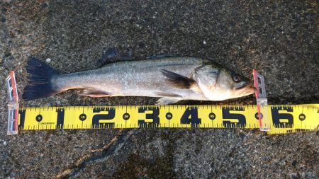 爆風テクトロシーバス