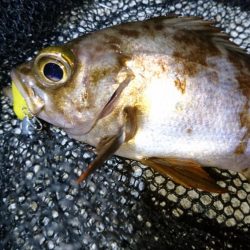 今夜もメバルに会いたくて‼️