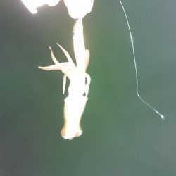 シーズン終わり?