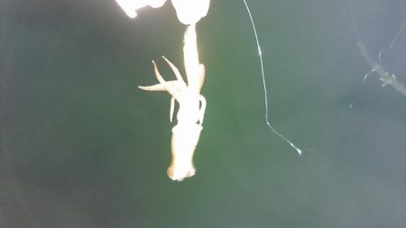 シーズン終わり?