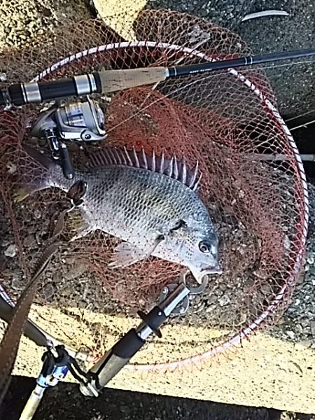 初チニングにチャレンジで、ゲット！