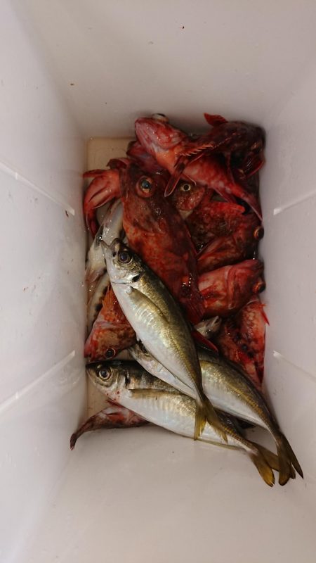 ガシラにアジ、泉州丸