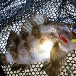 今夜はメバルに返り討ち