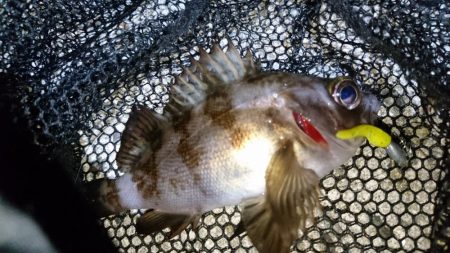 今夜はメバルに返り討ち