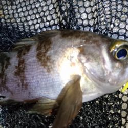 風裏でメバル＆ガシラ