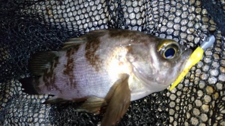 風裏でメバル＆ガシラ