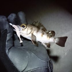 極寒メバリング